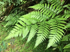 Diplazium taiwanense