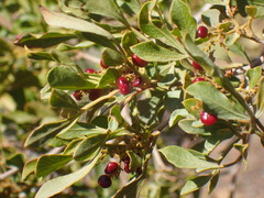 Searsia burchellii