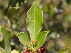Searsia burchellii