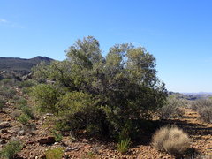 Searsia burchellii