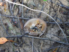 Carcinoscorpius rotundicauda