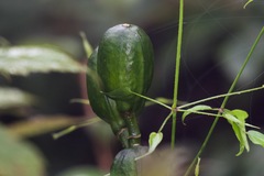 Cardiocrinum giganteum