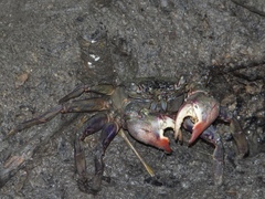 Episesarma palawanense