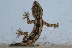 Hemidactylus