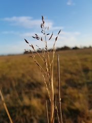 Eragrostis infecunda