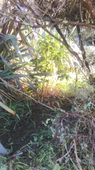 Piper excelsum excelsum