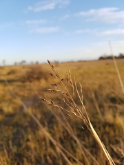 Eragrostis infecunda