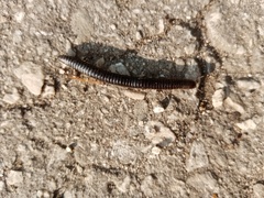Rossiulus kessleri