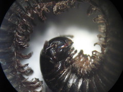 Rossiulus kessleri