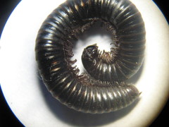 Rossiulus kessleri