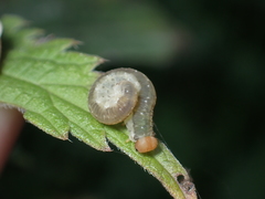 Pachyprotasis antennata