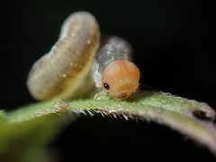 Pachyprotasis antennata