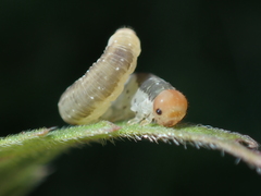 Pachyprotasis antennata
