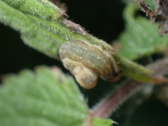 Pachyprotasis antennata