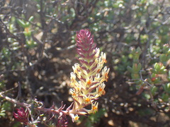 Hebenstretia robusta