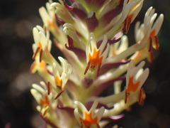 Hebenstretia robusta