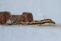 Hemidactylus