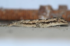 Hemidactylus