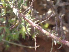 Hebenstretia robusta