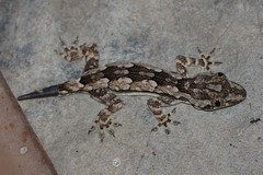 Hemidactylus