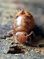 Sminthuroidea