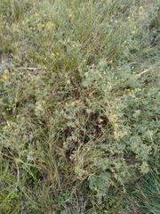 Medicago falcata