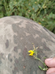 Medicago falcata