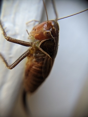 Sepiana sepium