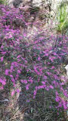 Boronia chartacea