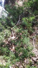 Podocarpus spinulosus