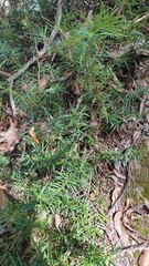 Podocarpus spinulosus