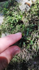 Grammitis stenophylla