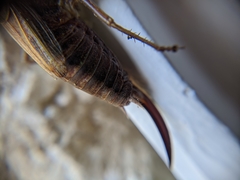 Sepiana sepium