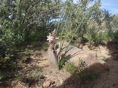 Trachyandra thyrsoidea