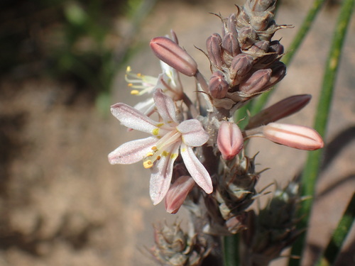 Image of Trachyandra thyrsoidea by (c) Mahomed Desai, some rights reserved (CC BY)