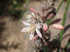 Trachyandra thyrsoidea
