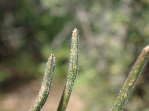 Image of Trachyandra thyrsoidea by (c) Mahomed Desai, some rights reserved (CC BY)