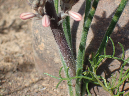 Image of Trachyandra thyrsoidea by (c) Mahomed Desai, some rights reserved (CC BY)