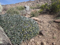 Euphorbia loricata