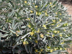 Euphorbia loricata