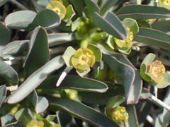 Euphorbia loricata