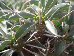 Euphorbia loricata