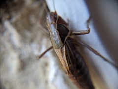 Sepiana sepium