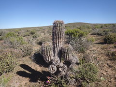 Euphorbia stellispina