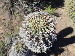 Euphorbia stellispina