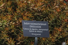 Sedum adolphi