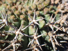 Euphorbia stellispina