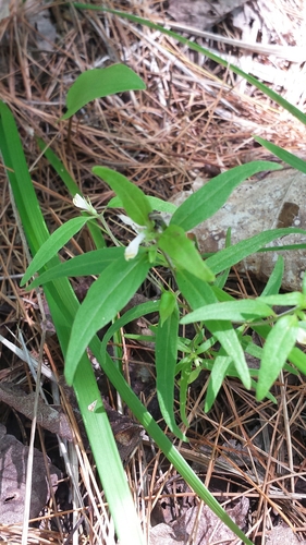 Narrowleaf cowwheat (Melampyrum lineare)