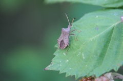 Coreus marginatus