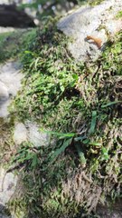 Grammitis stenophylla